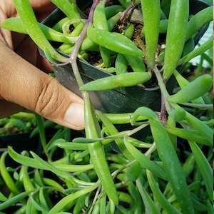 May include: A set of three ceramic mugs with a speckled, matte finish. The mugs are in shades of cream, light gray, and dark gray. Each mug has a simple, minimalist design and a rounded handle.