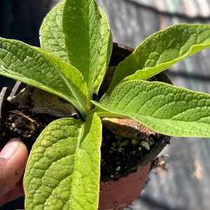 May include: A close-up of a small potted plant with vibrant green leaves. The leaves have a textured surface and are arranged around a central stem. The pot is a reddish-brown color, and the plant is in direct sunlight.