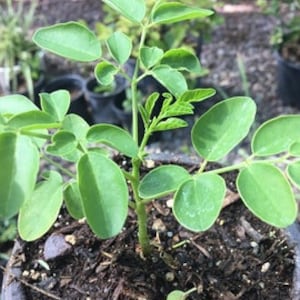 Moringa oliefera plant, drum stick plant, malunggay