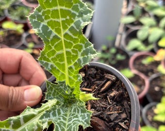 Plante de chardon-Marie (Silybum marianum) biologique dans un pot de 3,5 pouces - Chardon béni