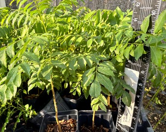 Large Curry Leaf Plant,Murraya Koenigii 8-11 inches , Indian curry plant