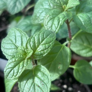 May include: Close-up of fresh green mint leaves with textured surfaces. The leaves are in various stages of growth, with some tightly curled and others fully unfurled. The stems are a reddish-brown color. The image is set against a blurred background.