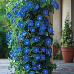 Live Heavenly Blue Morning Glory plant | Ipomoea Tricolor