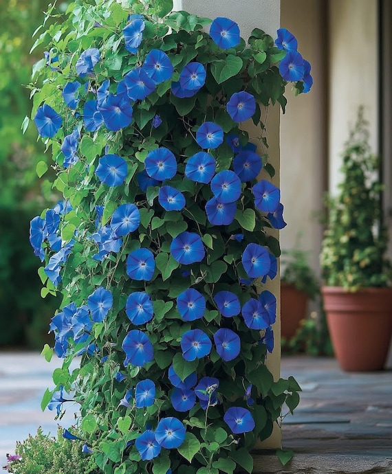 Live Heavenly Blue Morning Glory plant | Ipomoea Tricolor