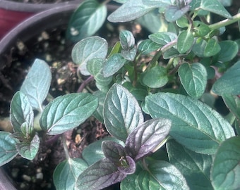 Chocolate mint plant