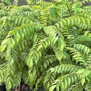Large 1 ft plus tall Curry Leafplant,Murraya Koenigii, 7inch pot