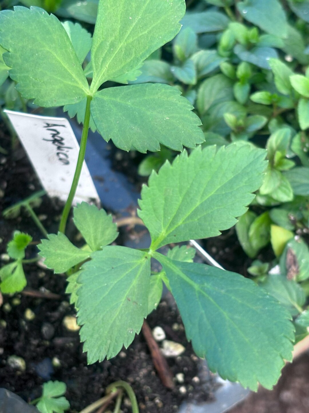 Grow Your Own Magical Herbs! 50 Angelica Archangelica Seeds - Non-GMO, Heirloom From ONeill Seeds