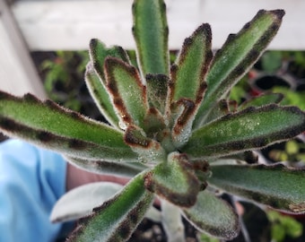 kalanchoe black tie,kalanchoe tomentosa,black succulent,black plant, Succulent, drought tolerant, dark plant,rare succulent