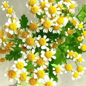May include: A close-up of a bouquet of white and yellow daisy-like flowers. The flowers have bright yellow centers and white petals. Green leaves and stems are visible, creating a vibrant floral arrangement.