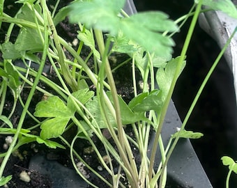Giant Italian Parsley plant starts, live Italian parsley