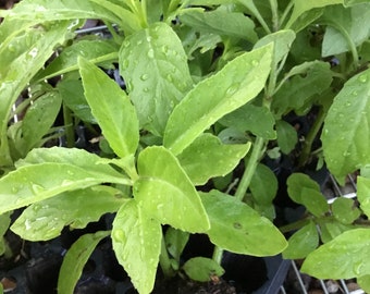 2 well Rooted Longevity Spinach Plant