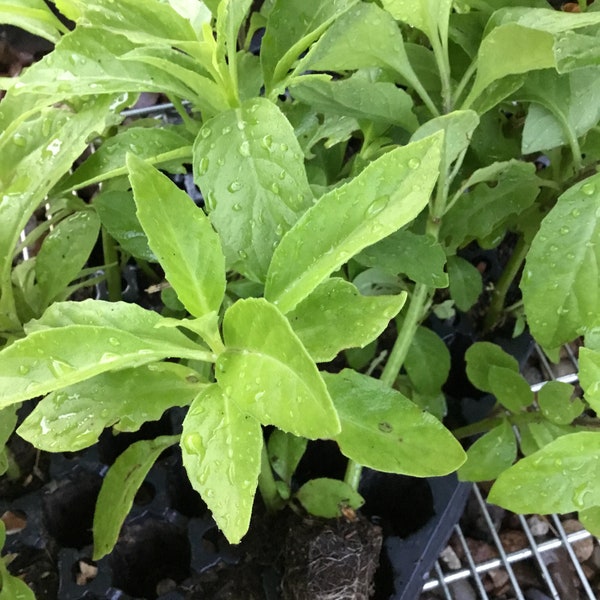 6 well Rooted Longevity Spinach Plant