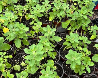 Live Ashwagandha plant (Withania somnifera)