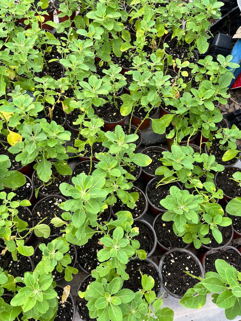 Peut inclure: Vue a&eacute;rienne de nombreuses petites plantes en pot avec des feuilles vertes vives. Les plantes sont dans des pots marron fonc&eacute; remplis de terre sombre. Les feuilles sont d'un vert vif et les plantes semblent saines et bien entretenues.