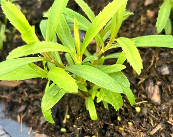 Live Mexican Mint, Tarragon plant- Heirloom  Mexican Tarragon, Marigold, Culinary Herb, Tagetes Lucida, Open Pollinated, Non-GMO