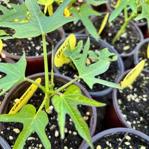 Beauregard Sweet potato plant bright orange sweet flavor/ short season orange sweet potato plant