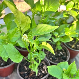 Live Sugar rush peach pepper/ mature plant/ flowering sugar rush peach pepper