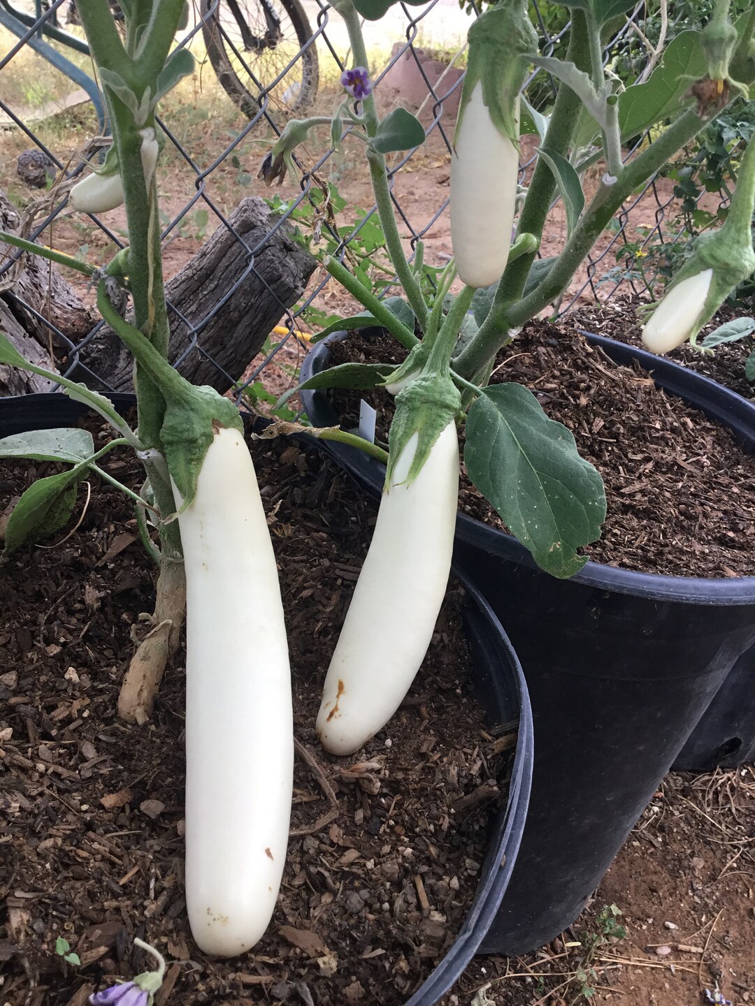 Live White Long Eggplants Plant Seedling / White Knight Hybrid Etsy