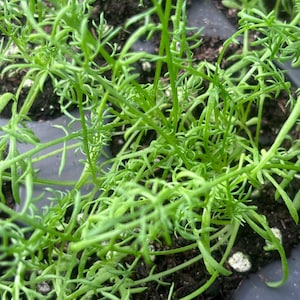 May include: Close-up of vibrant green seedlings with delicate, feathery leaves. The young plants are densely packed in a dark tray, showcasing their intricate, fine-textured foliage. The image highlights the fresh, bright green color of the new growth.