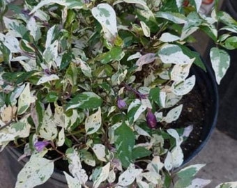 Live purple tiger pepper , Ornamental pepper, trifetti pepper