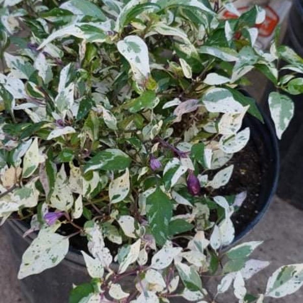 Live purple tiger pepper , Ornamental pepper, trifetti pepper