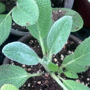 May include: Close-up of a green leafy plant with fuzzy leaves growing in a pot of dark brown soil.