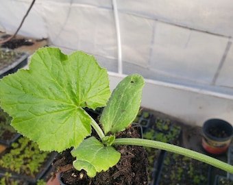 Zucchini Seedlings/Plants Dark Green / black beauty