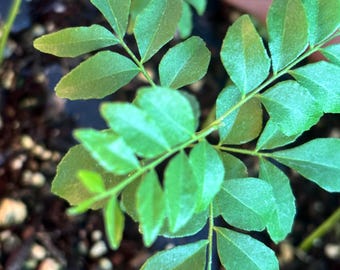 Live Curry Leaf Plants ,3 inches Murraya Koenigii, Indian curry