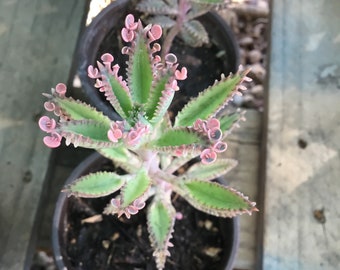 Live Kalanchoe Pink Butterflies