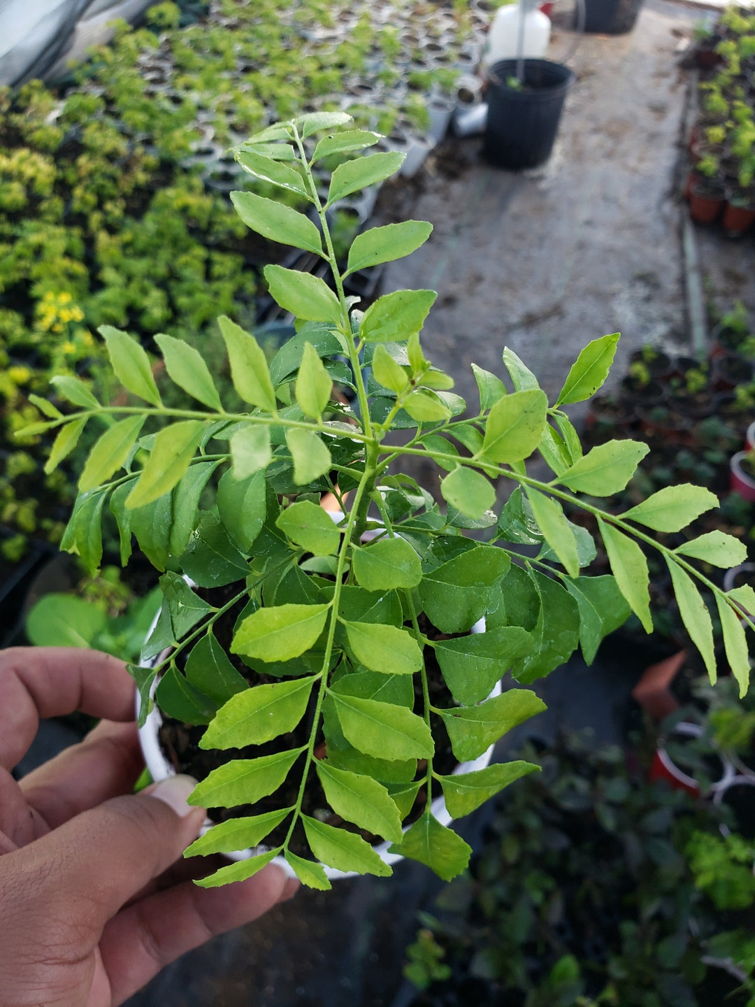 Large Healthy Curry Leaf Plants 7 Up, Murraya Koenigii Etsy