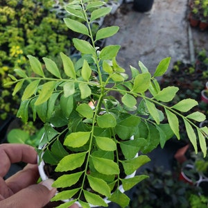 Large Healthy Curry Leaf Plants 7” up, Murraya Koenigii