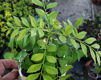 Large Healthy Curry Leaf Plants 7” up, Murraya Koenigii