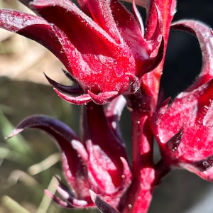Roselle Hibiscus live plant/ hibiscus sabdariffa/ 4 inch pot
