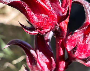 Roselle Hibiscus live plant/ hibiscus sabdariffa/ 4 inch pot