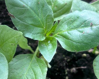 Live Sugar rush peach pepper plant, plant starts, aji pepper plant