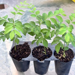 May include: Three young curry leaf plants growing in individual black plastic starter pots. Each plant features slender green stems with multiple small, pinnate, bright green leaves. The dark potting soil is visible within each container.
