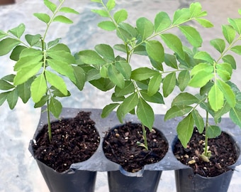 May include: Three young curry leaf plants growing in individual black plastic starter pots. Each plant features slender green stems with multiple small, pinnate, bright green leaves. The dark potting soil is visible within each container.