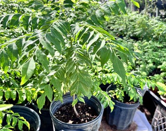 May include: A young curry leaf plant with vibrant green, pinnate leaves growing in a black plastic nursery pot filled with dark potting soil. The plant features a slender central stem and multiple branches with small, pointed, aromatic foliage.