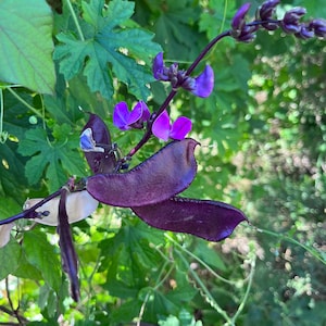 May include: Close-up of a flowering vine with vibrant purple blossoms and deep purple seed pods. The plant is surrounded by green foliage, creating a natural and colorful scene. The image highlights the unique shapes and colors of the plant's flowers and pods.