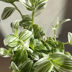 Albiflora Albovittata Variegata - white and green tradescantia Wandering Jew House Plant