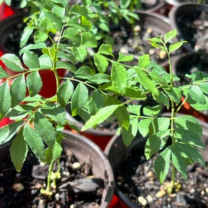 May include: Close-up of several small curry leaf plants in dark brown pots. The plants have bright green leaves and are set against a red background. The pots are filled with dark soil and small rocks. The image is well-lit, highlighting the vibrant green of the leaves.