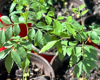 2 live Curry leaf plant, Indian curry plant