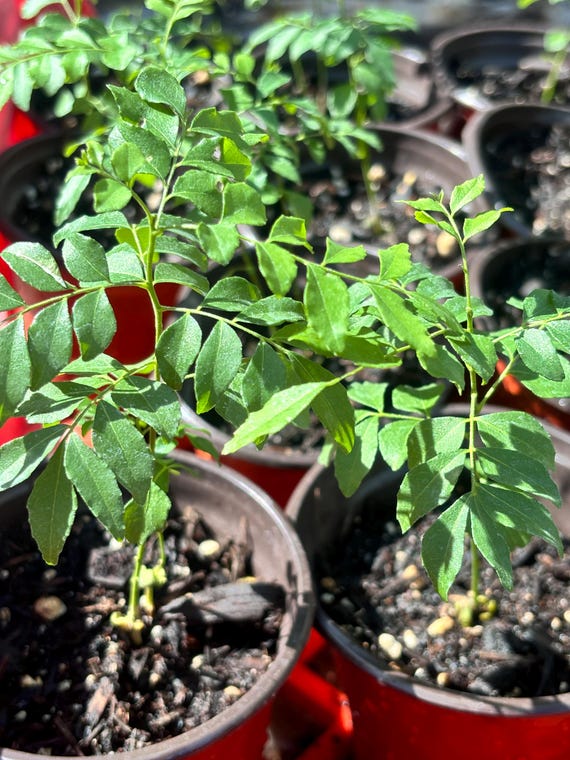 2 Live Curry Leaf Plant, Indian Murraya Koenigii Herb (4-9 inches), curry plant