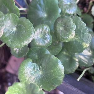 May include: A close-up of a green plant with round, textured leaves. The leaves are arranged in a cluster, with some overlapping.