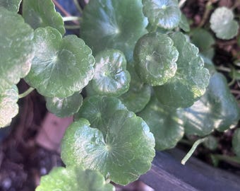Hydrocotyle Vulgaris copper coin plant, Chinese coin plant Marsh Pennywort Live plant Aquatic Plant