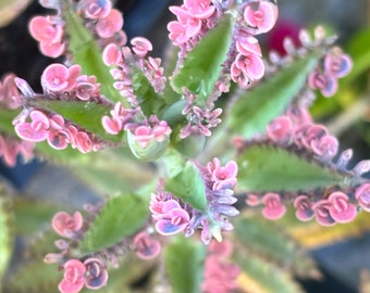 Live Kalanchoe Pink Butterflies