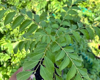 Live Curry Leaf Plant, Indian Murraya Koenigii Herb (4-9 inches), curry plant