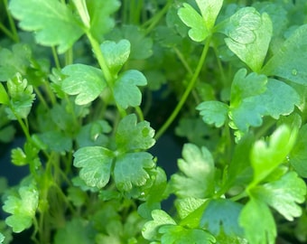Live Parsley plant, Italian parsley plant starts