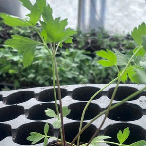 May include: Close-up of a young plant with vibrant green leaves and slender stems. The plant is in a black tray with multiple cells, likely for starting seedlings. The background shows a greenhouse setting.