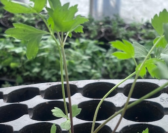 Lovage Live Plant - Plant starts